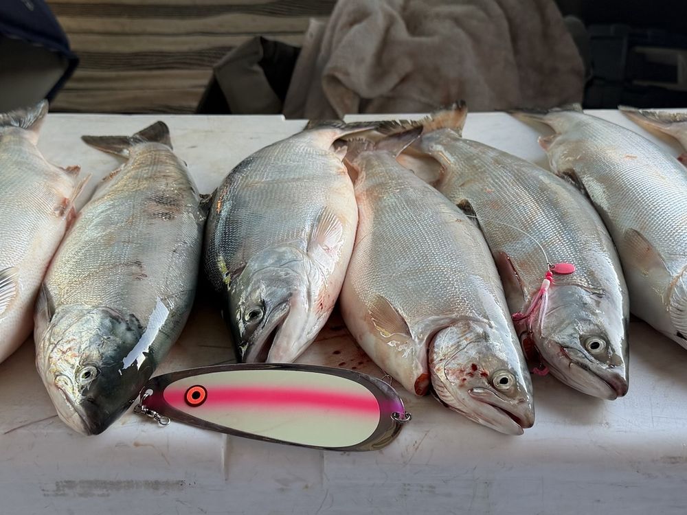Kokanee Salmon caught on a Utah reservoir