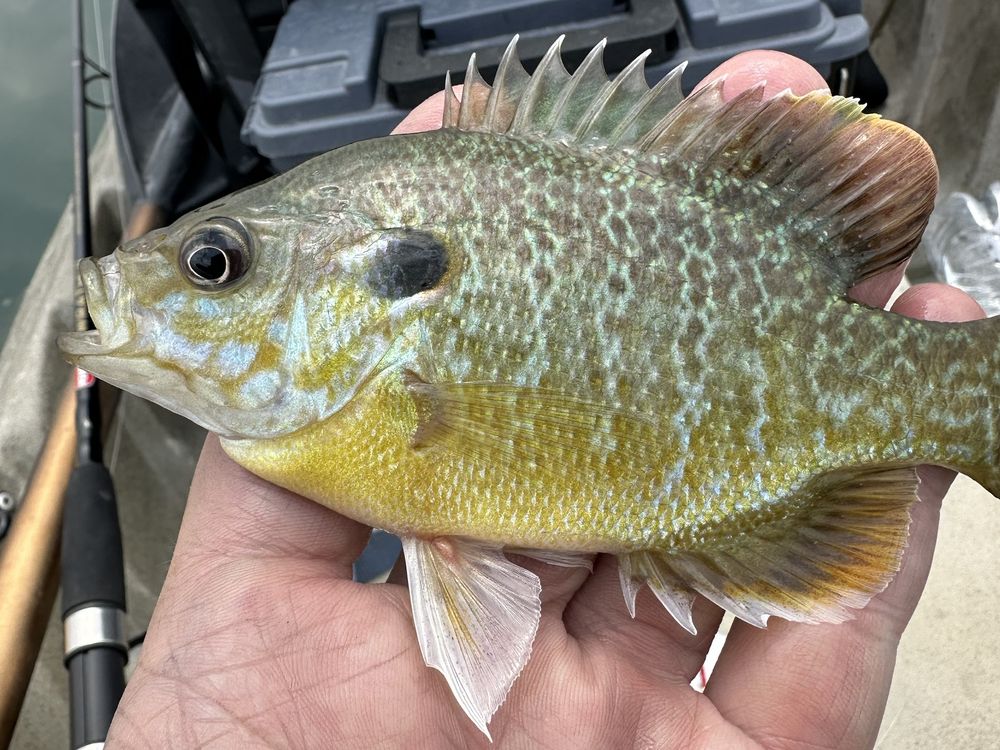 Panfish caught on a Utah reservoir