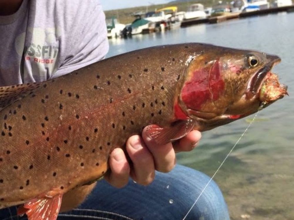 Trout caught on a Utah reservoir
